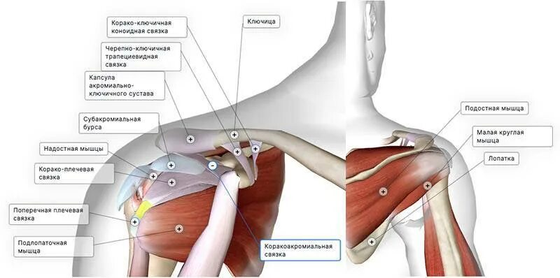 Плечевые связки. Плечевой грудино ключичный сустав. Мышцы грудино-ключичного сустава. Мышцы грудино-ключичного сустава анатомия. Акромиально-ключичный сустав мышцы.
