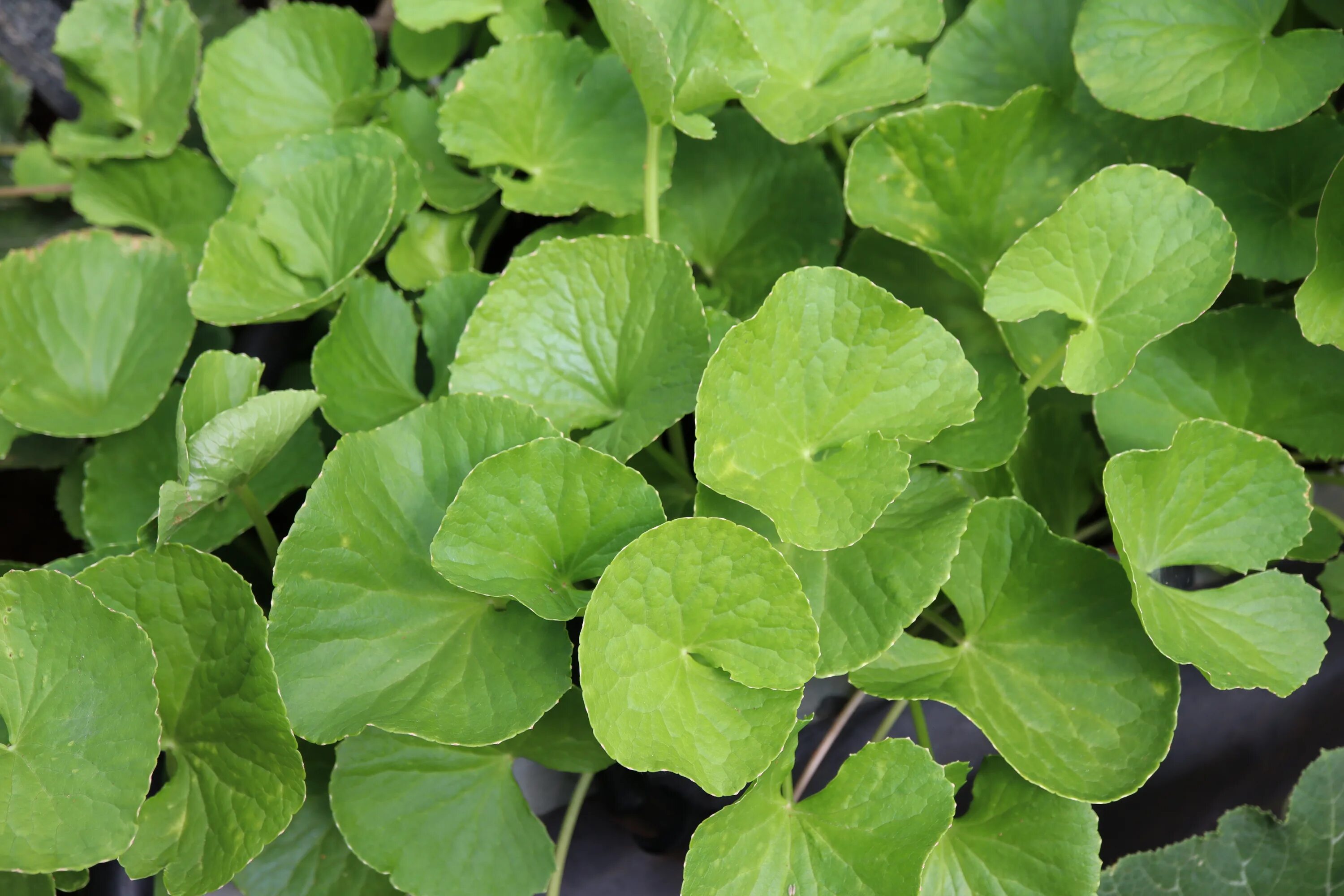 Готу кола польза. Центелла азиатская Centella Asiatica. Центелла азиатская (Готу кола). Центелла рассада. Тайгер центелла.