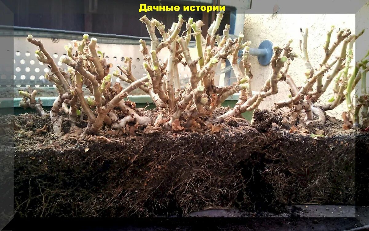 Как сохранить герань зимой в подвале. Период покоя у растений. период покоя комнатных растений. хранение пеларгонии зимой в погребе. герань на зиму в подвале.