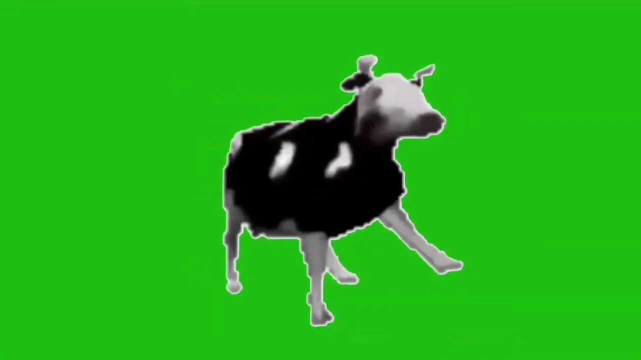 Корова видео танец. Корова танцует. Танцующая польская корова. Танцующие коровы. Корова танцует.