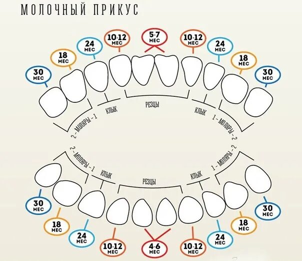 Как определить как лезут зубы. Молочные зубы схема прорезывания. зубы у детей схема прорезывания в 2.4 года. зубы у детей схема прорезывания до года.