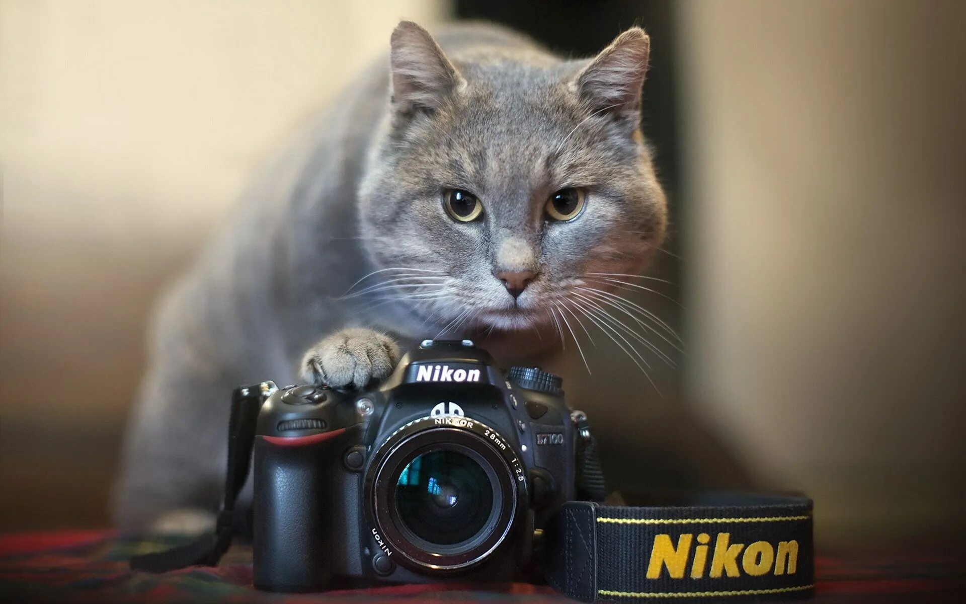 Животные с фотоаппаратом. Котенок с фотоаппаратом. Котик с камерой. Кот фотограф.