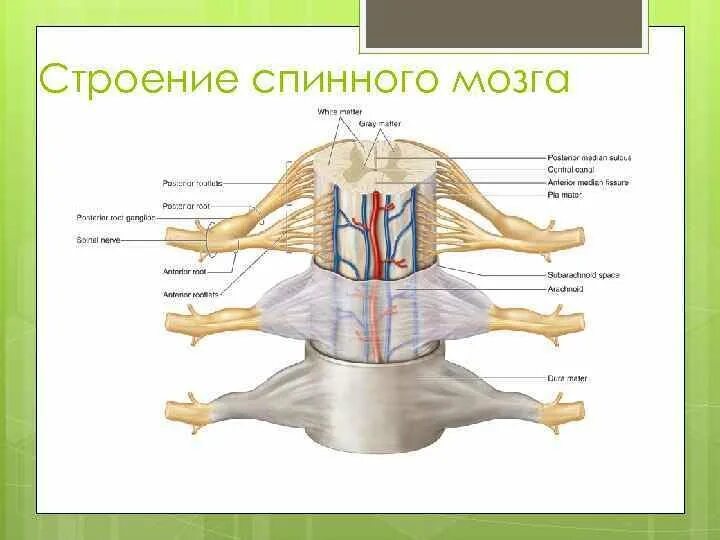 Изображение спинного мозга. Строение спинного мозга строение.