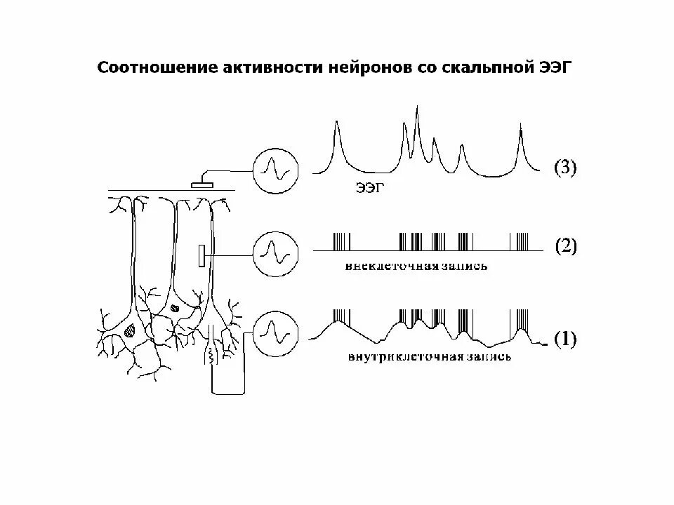 Электрическая активность клеток. Схема регистрации импульсной активности нейрона. Метод регистрации импульсной активности нервных клеток. Электрическая активность нейрона. Импульсная активность нейронов.