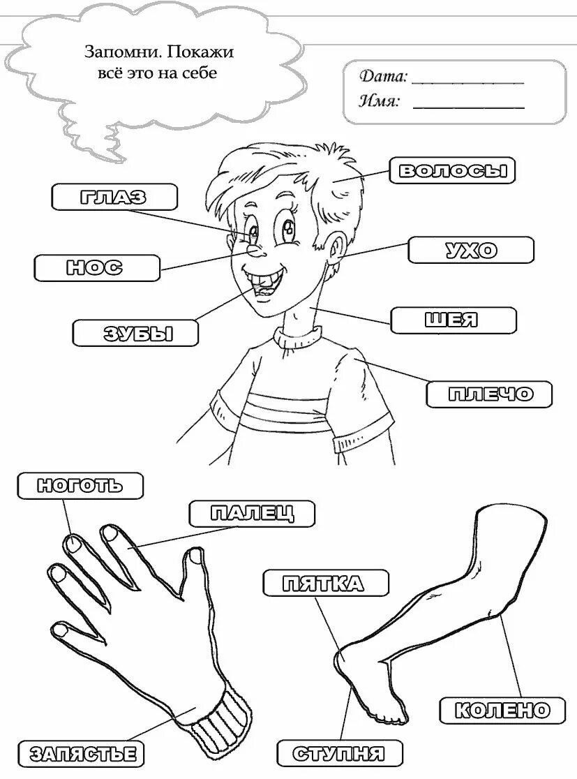 Картинка тело человека для детей. Части тела человека. Части тела раскраска для детей. Части тела для детей. Части тела человека раскраска.