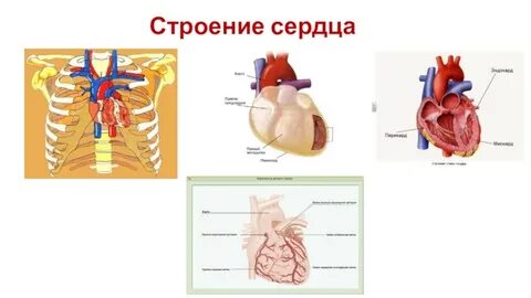 Огэ кровеносная система