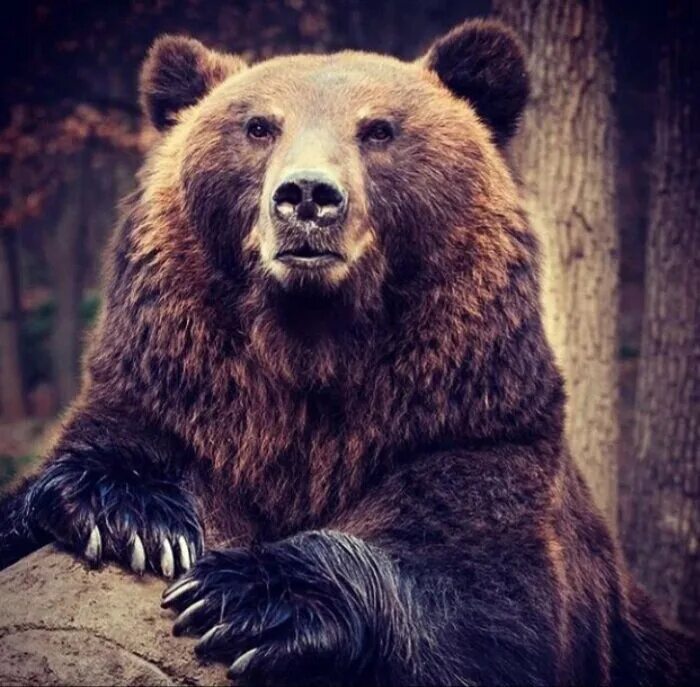 Русская медведь сил. Медведь. Славянский медведь. Велес медведь. Медведь у славян.