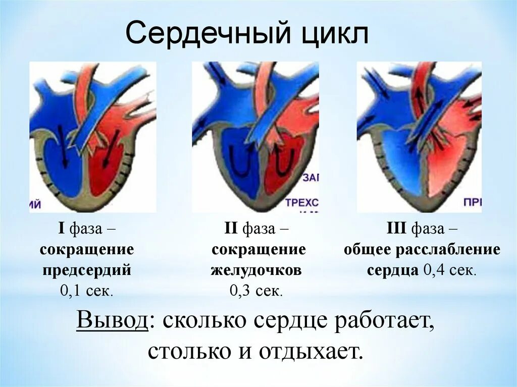 Строение сердца сердечный цикл. Фазы сокращения сердца. Предсердия и желудочки сердца. Мышцы предсердий и желудочков. Насколько сердце