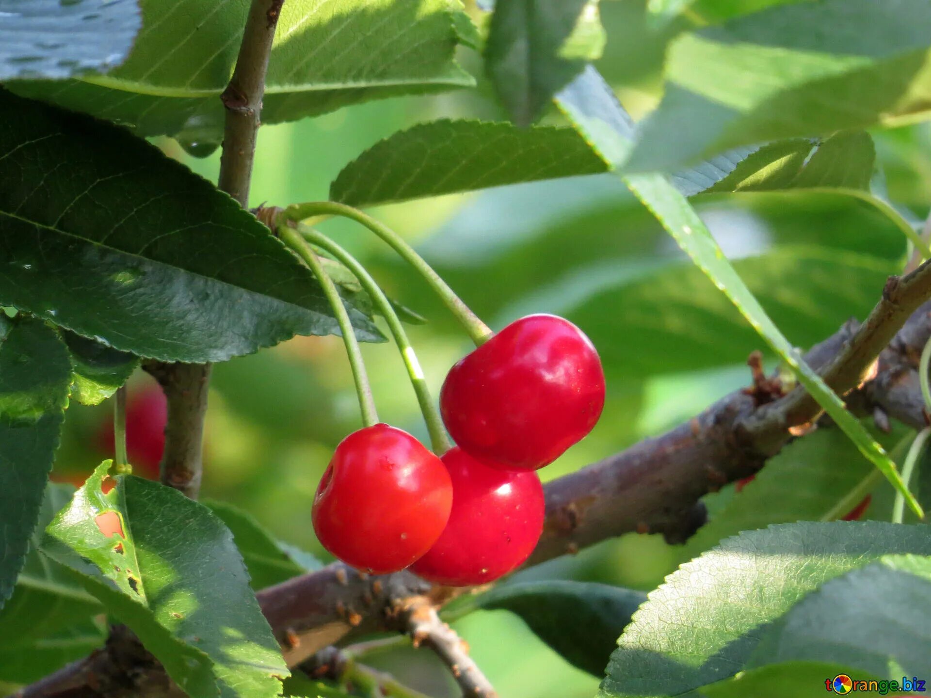 Вишня облачинская. Вишня дюк желтая. Вишня богатырка. Вишня 18. Вишня 18.
