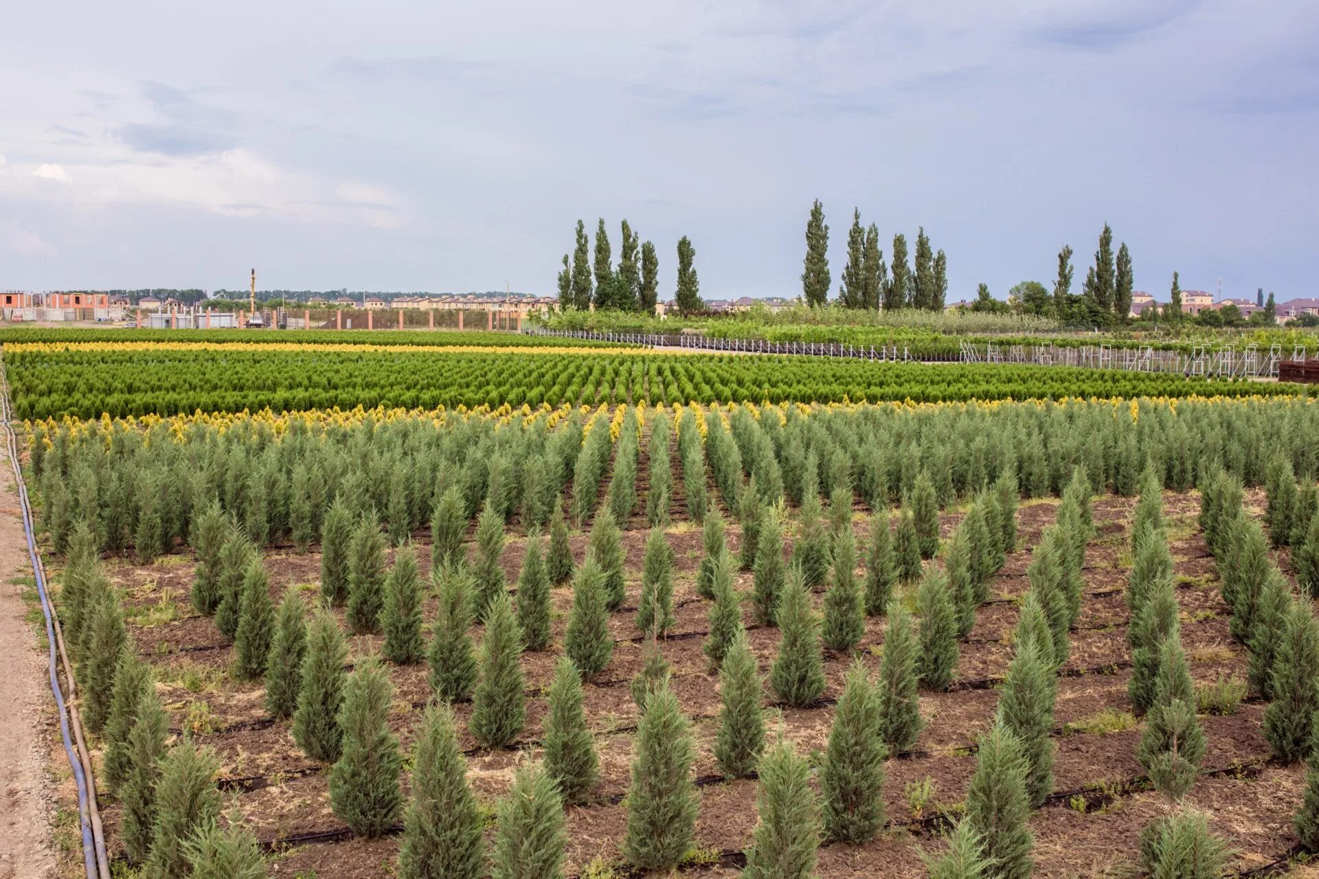 декоративные растения краснодара. декоративные растения краснодара. питомник розовый сад хутор ленина. питомник растений розовый сад х. розовый сад хутор ленина.