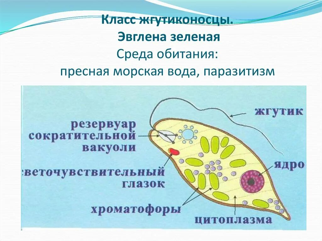 Какой органоид у эвглены зеленой. Внутреннее строение эвглены зеленой. Жгутиконосцы эвглена зеленая. Светочувствительный глазок у зелёной эвглены. Ядро эвглены зеленой.