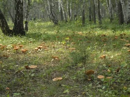 Лес по колено деревья чуть больше гриба
