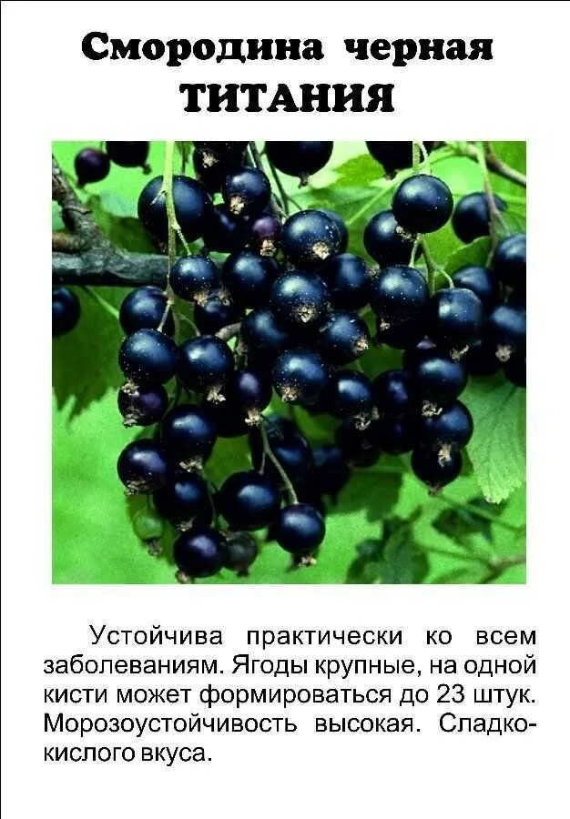 Лучшие сорта смородины. Черная смородина сорт титания. смородина чёрная сорта лучшие титания. черная смородина титания описание. сорт смородины титания.