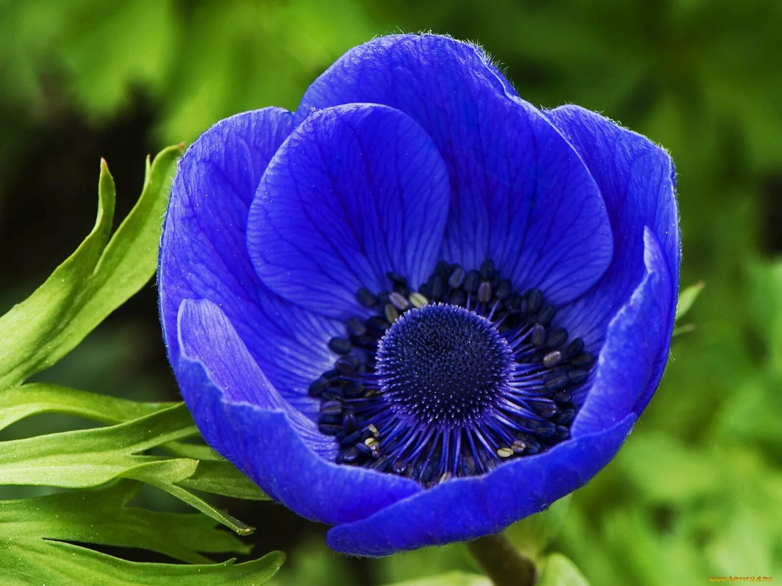 Ядовитое травянистое растение с синими цветами. Анемона ветреница голубая. Цветы адонис и анемон. Ветреница корончатая синяя. Анемона корончатая синяя.