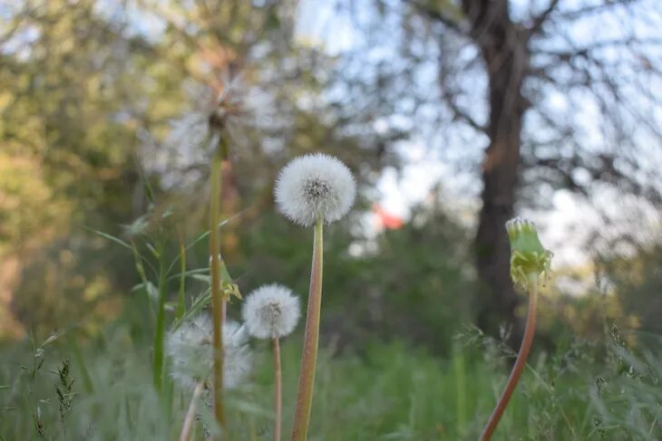 Деревня одуванчиков. Поле одуванчиков. Одуванчики поле река. Одуванчик на тропинке. Деревня одуванчиков.
