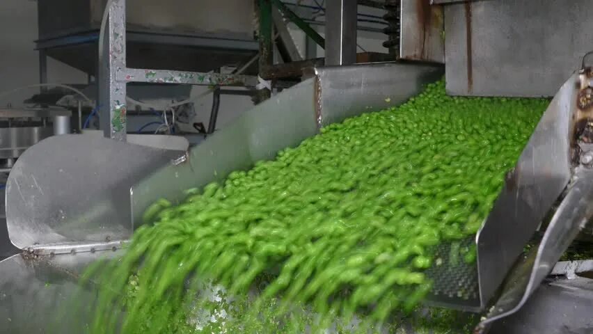 Переработка гороха. Оборудование для переработки чечевицы. Переработка зеленого горошка. Завод по глубокой переработке гороха. Уборка зеленого горошка.