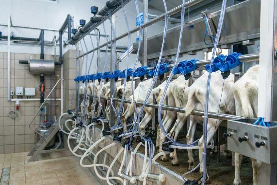 Доильная яма. Доильный аппарат lt kfdfkm. Делаваль доильный зал для коз. Удс для крс. Делаваль доильный аппарат.