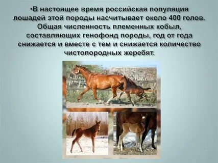 Популяция лошадей
