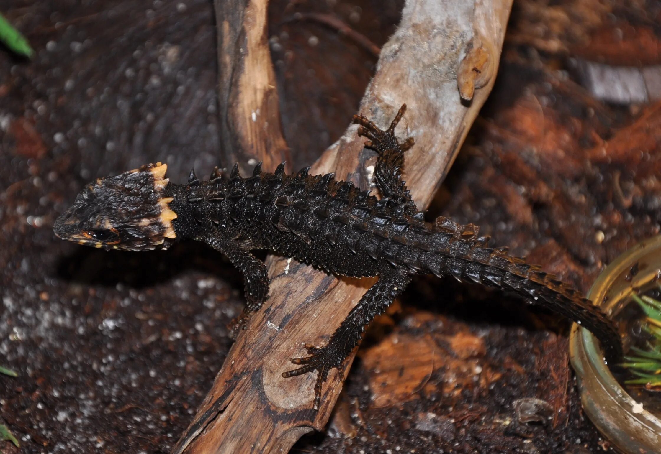 Крокодилов сцинк. Крокодиловый сцинк триболонотус. Ящерица триболонотус. Крокодилов сцинк. Красноглазый крокодиловый сцинк.