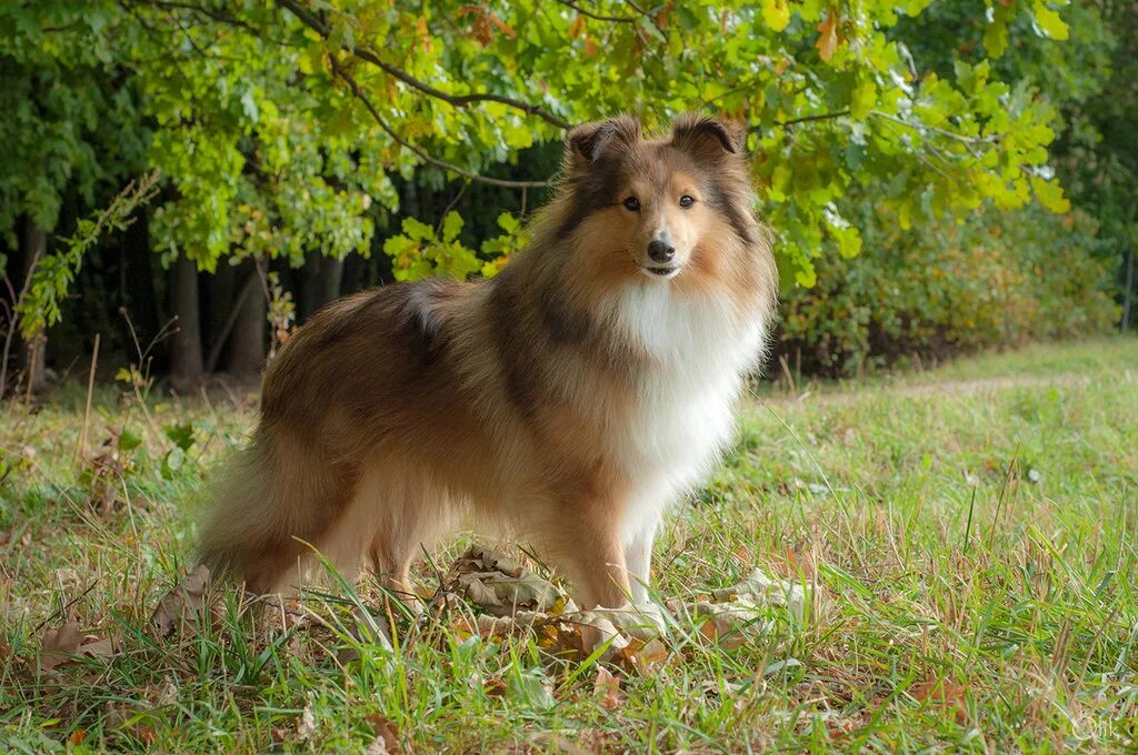 Колли шелти. Колли шелти. Зимняя фотосессия с шелти. Королевская длинношерстная колли. Мокрая шелти.