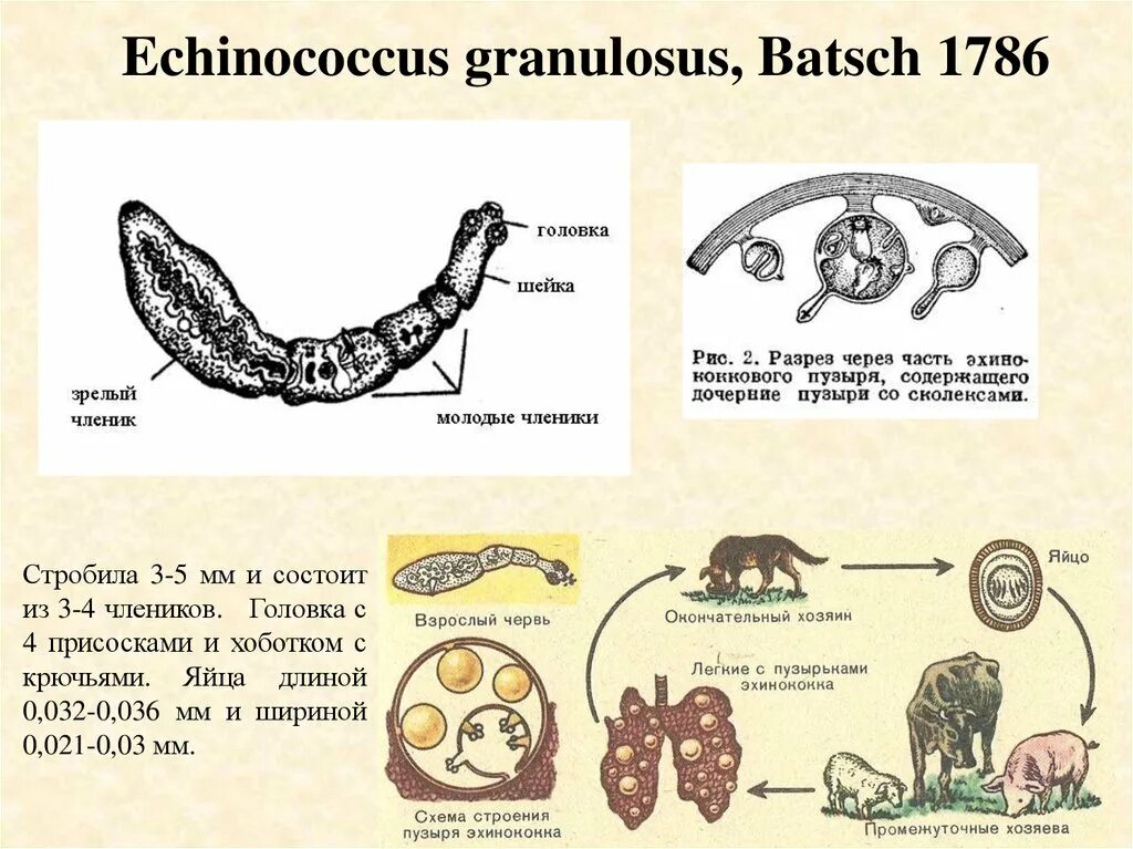 Марита эхинококка строение. Половозрелая особь эхинококка схема. Половозрелый эхинококк строение.