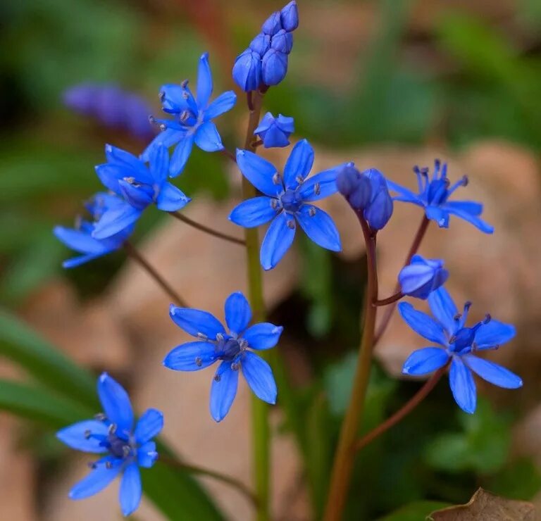 Пролеска двулистная. Первоцвет пролеска двулистная. Scilla bifolia пролеска двулистная. Bifolia Сцилла. Голубые первоцветы