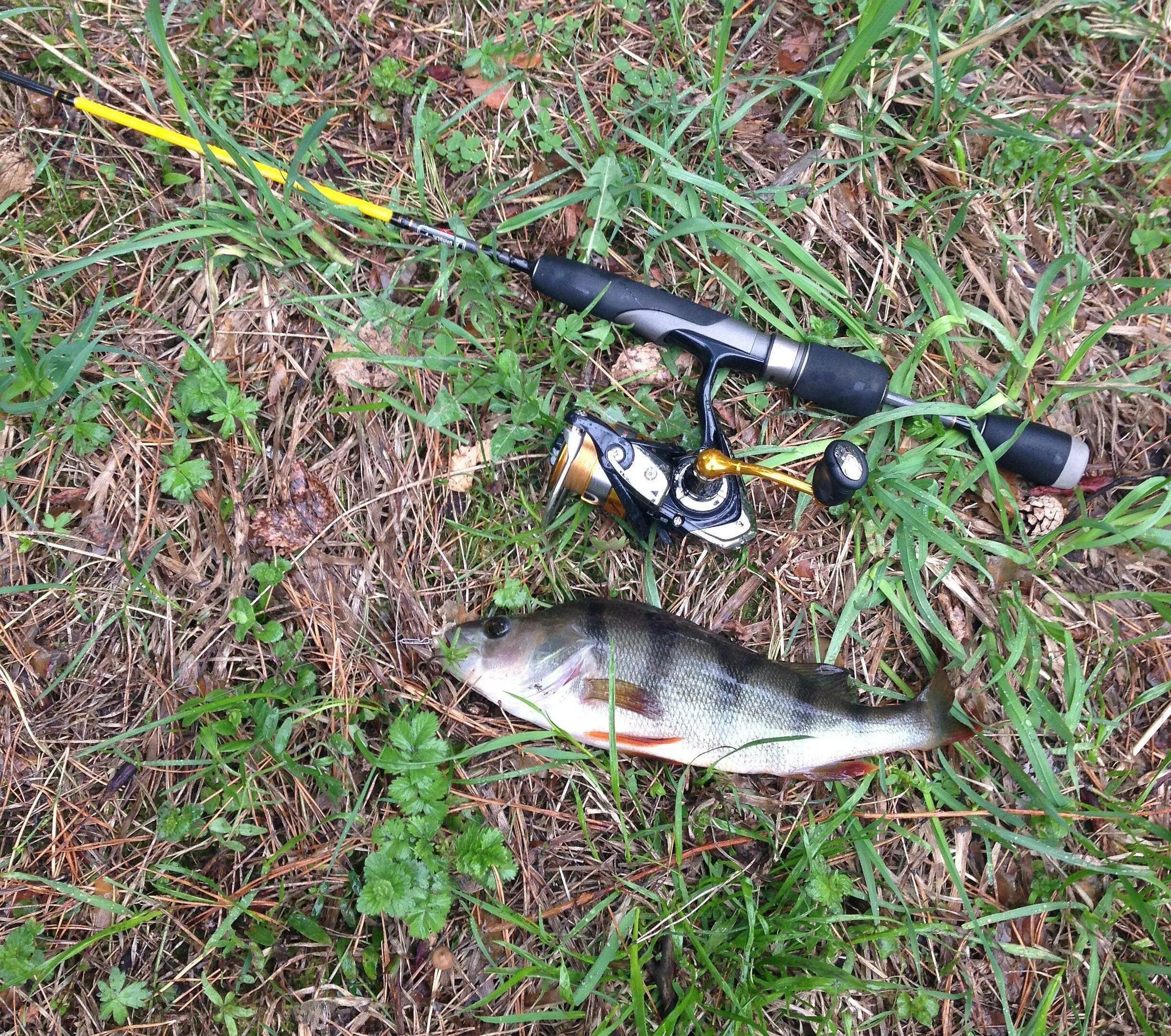На что ловить окуня на спиннинг. Весьегонск барахолка. Пацаны внизу ловят окуня зипуля. Рыбаки внизу ловят окуня. Весьегонск подслушка.
