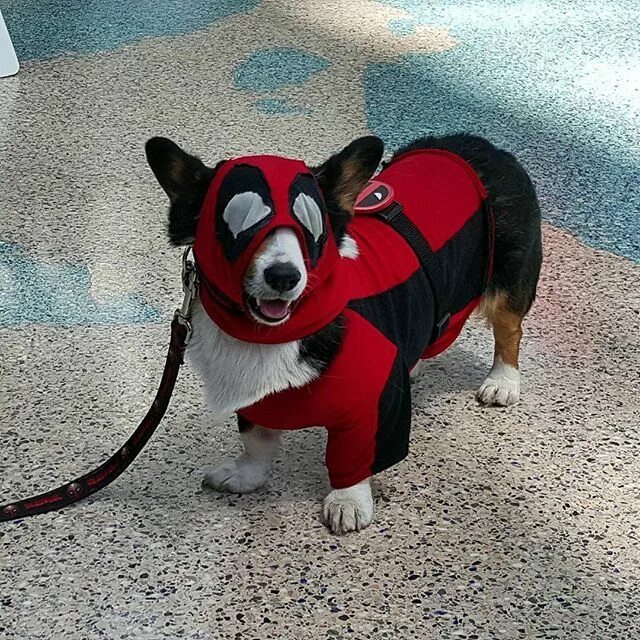 Собака в костюме железного человека. Корги персонаж. Корги дэдпул. Немецкая овчарка дэдпул. Корги дэдпул.