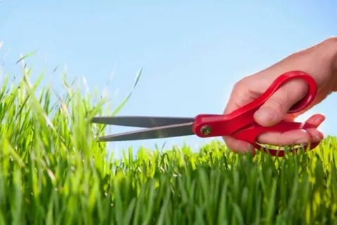 He the grass