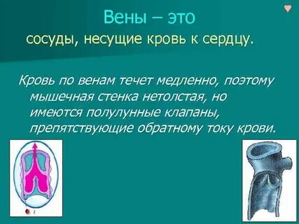 Венами называются сосуды