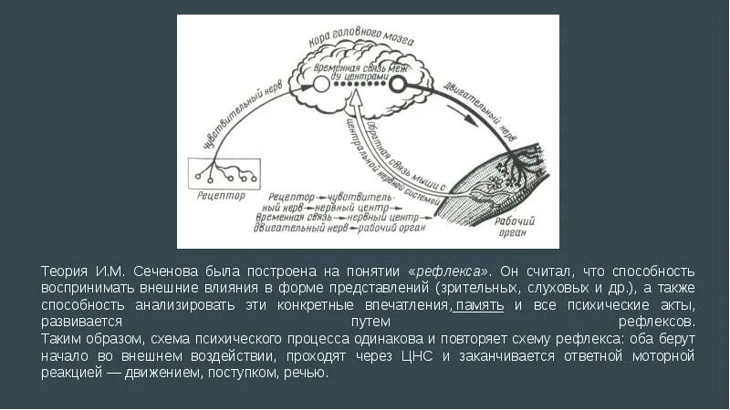 Рефлексы головного мозга Сеченов книга. Сеченов труд рефлексы головного мозга. Сеченов рефлексы мозга