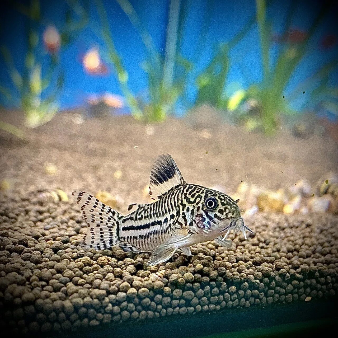Коридорас панда (Corydoras panda) 2-2,5 см купить за 91 руб. - ZOOMIX