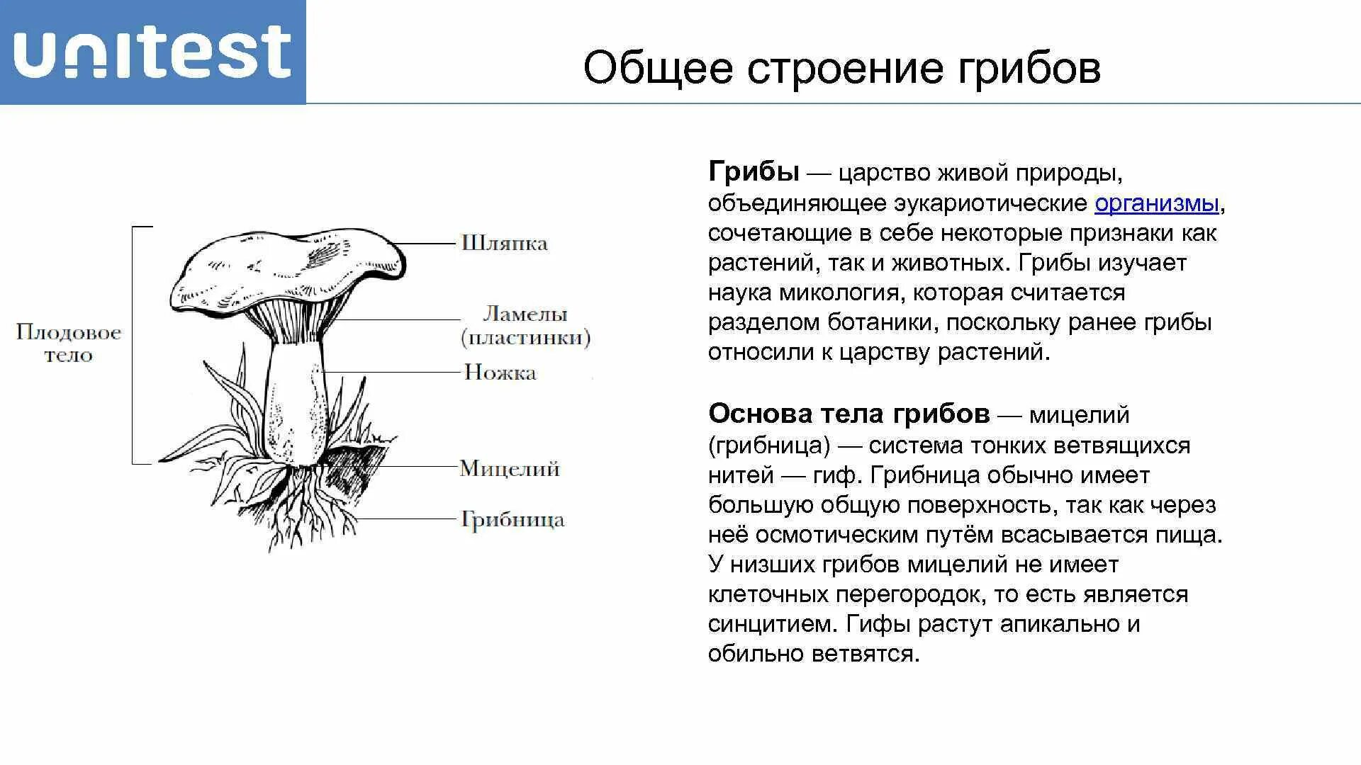 Могут формировать плодовые тела грибы или растения. Строение шляпочного гриба и функции. Строение гриба лисички схема. Гриб Лисичка строение гриба. Грибы строение шляпочных грибов.