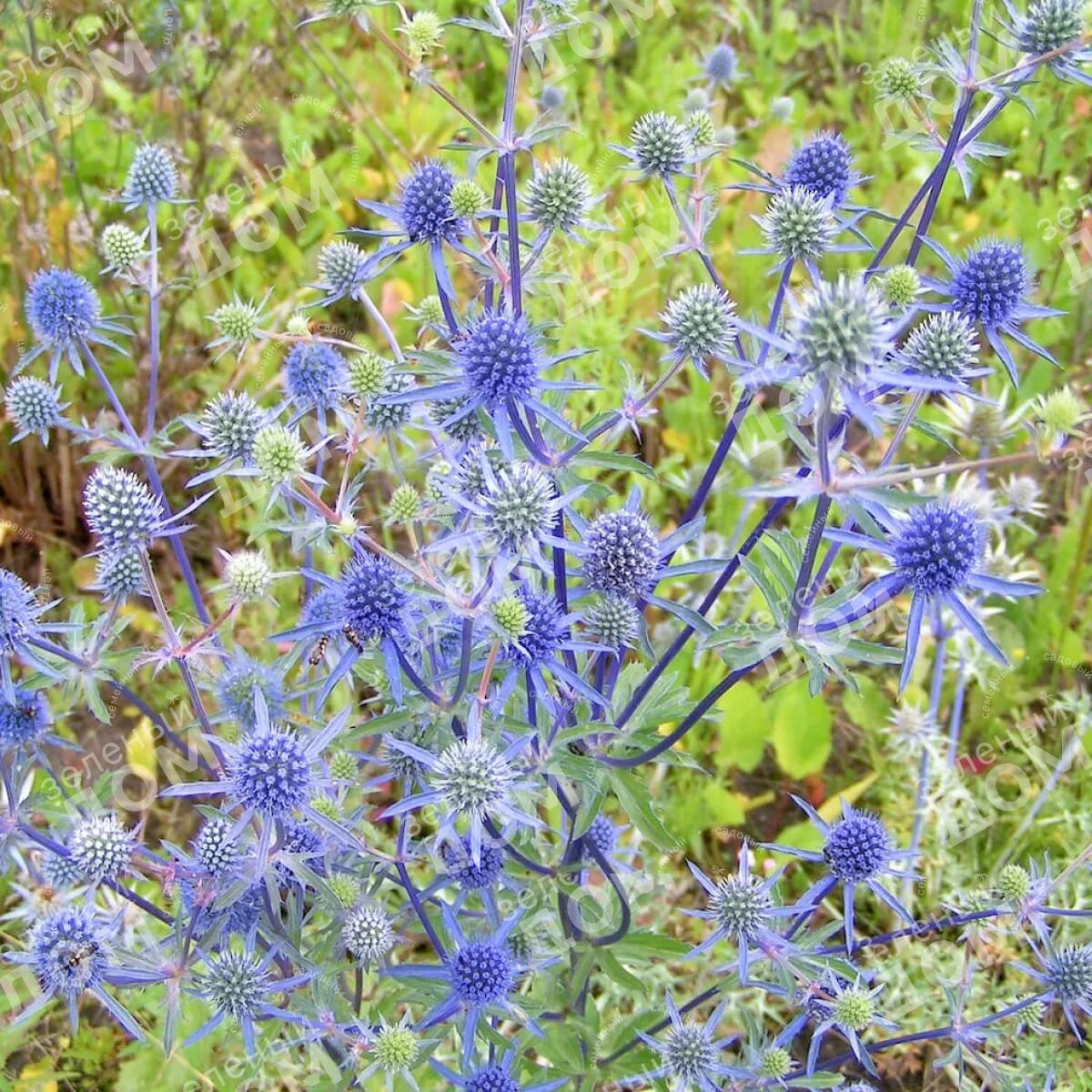 Травянистое растение синего цвета. Синеголовник плосколистный Eryngium Planum. Синеголовник Бурже. Чертополох синеголовник. Эрингиум чертополох.