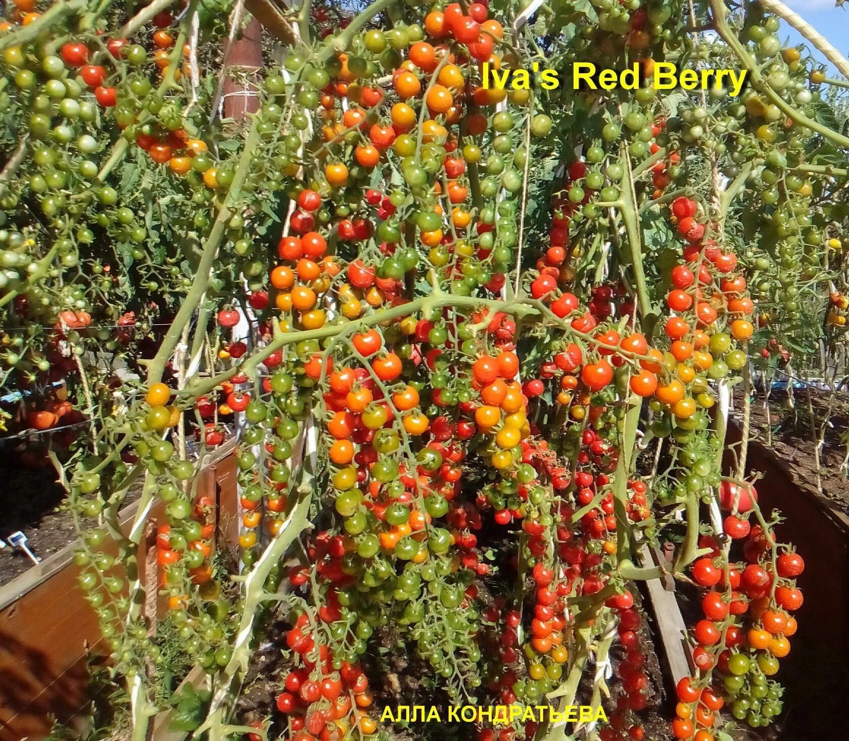 Томат черри Ивас ред Берри. Томат сорт Берри (Berry). Черри томат красная ягода ивы. Красная ягода ивы (IVA'S Red Berry). Iva s