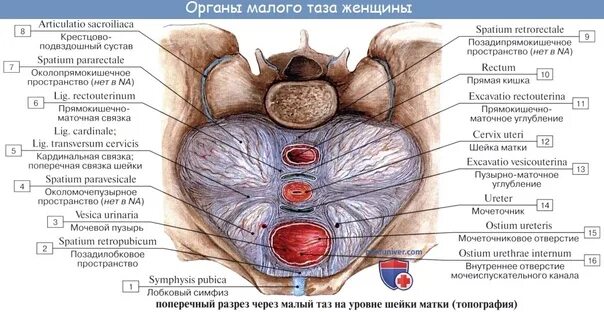 Строение женской промежности (62 фото)