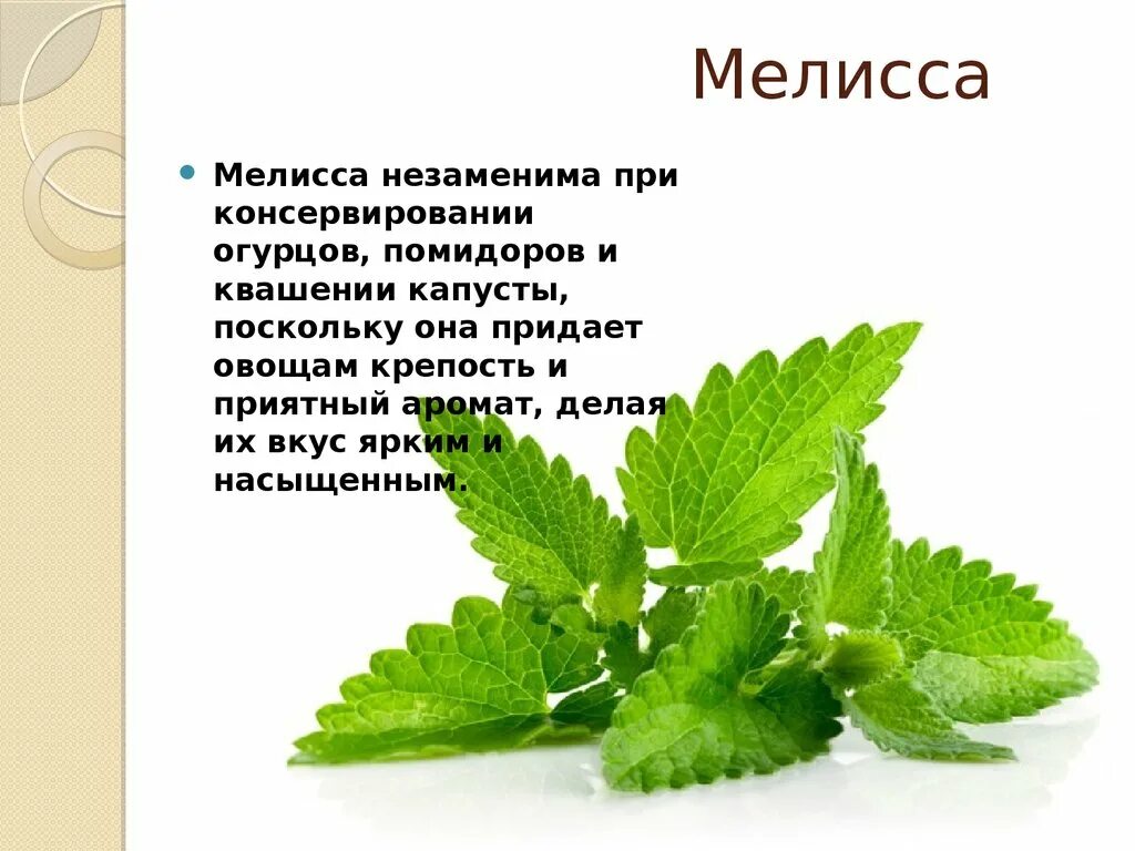 Какие свойства мелиссы