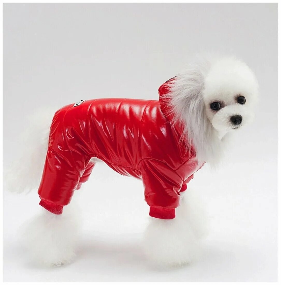 Комбинезон yoriki beethoven. Одежда для собак. Собачки в одежде. Одежда для собак отзывы. Кофта для собаки.