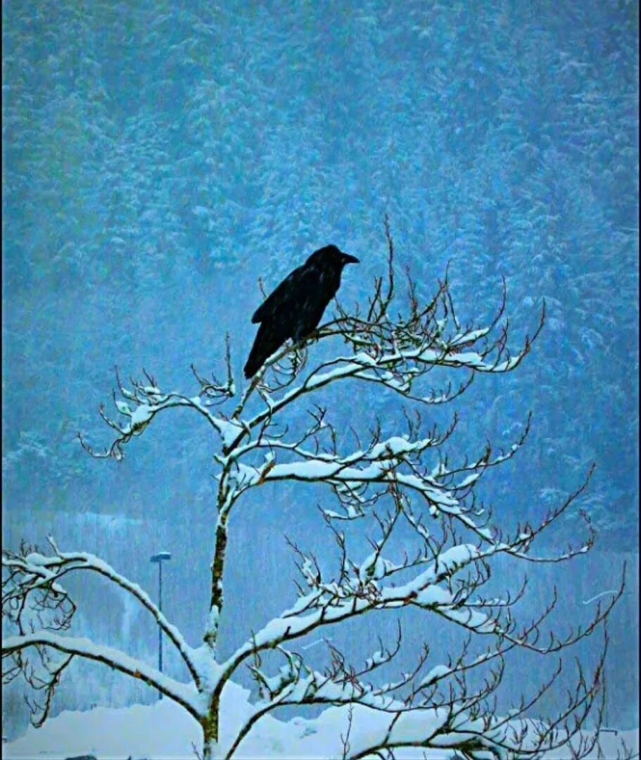 Вороны на ветке. Декабрь ворон. Ворона ходит гуськом. Фото варонов курсирующие на бкл. Ворона осень.