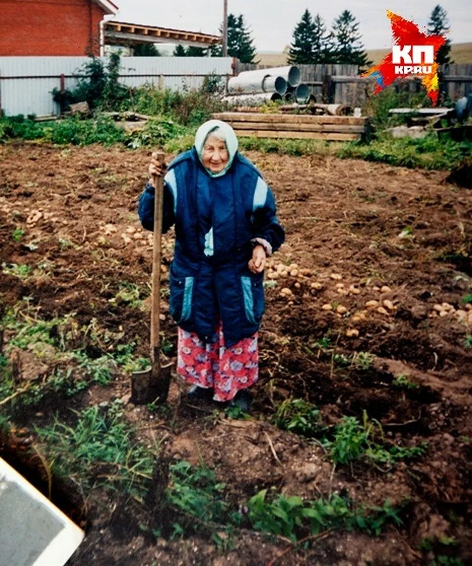 Картинка бабка копает картошку. Выкопали бабушку. Выкопали бабушку. Копать огород. Бабушка в огороде.