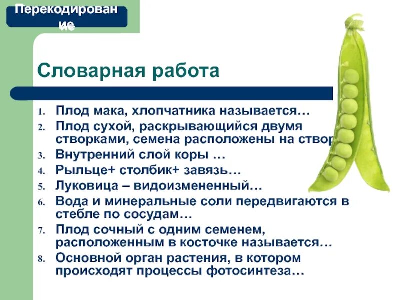 Как называются семена находящиеся внутри плода. Как называется плод мака в биологии. как называется плод у мака. мак название плода. банан плод название.