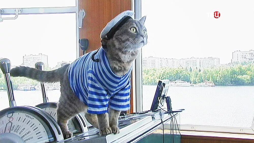 На корабле несколько кошек несколько матросов. Кот матрос и боцман. кот в тельняшке. кот моряк. кот на корабле.