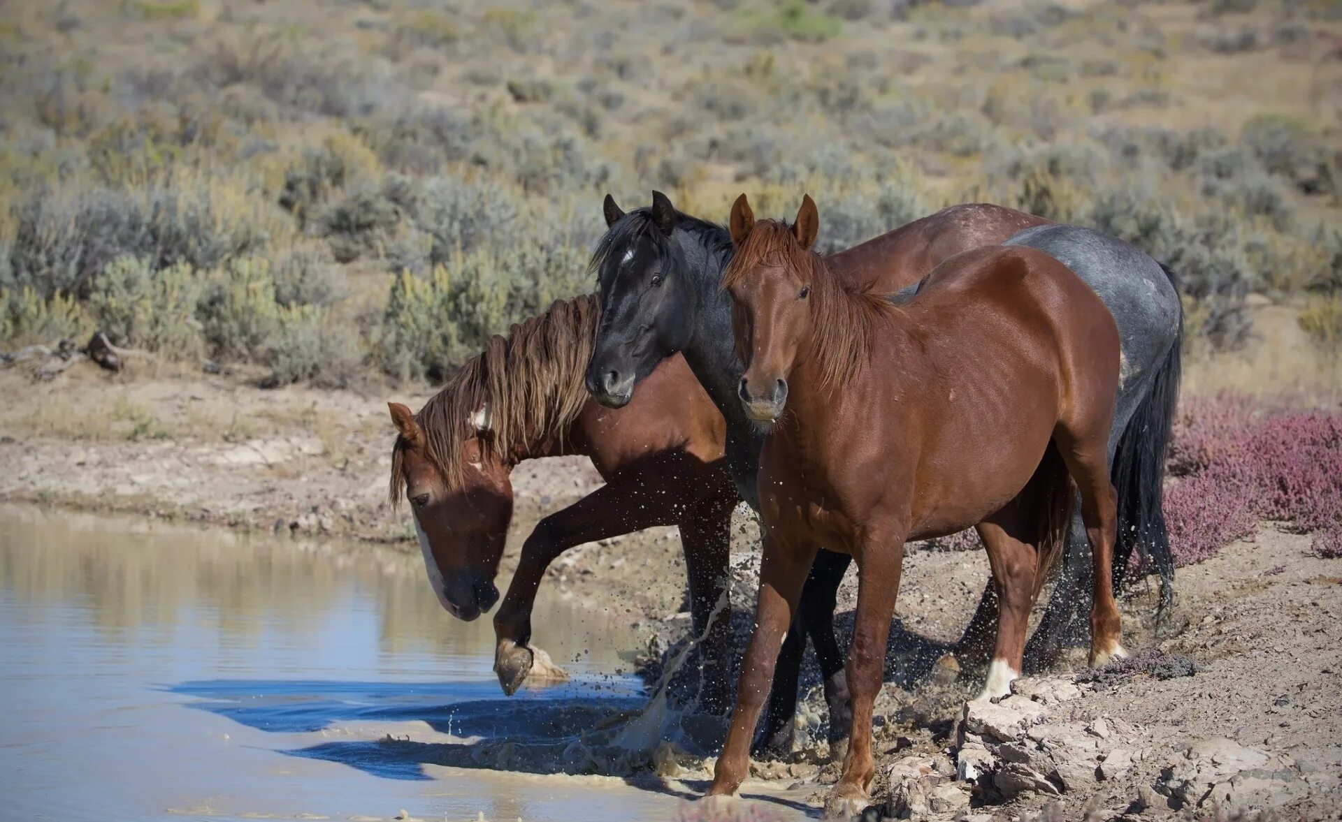 A horse is an animal. Лошади. Лошади на водопое. Лошадь фото. Дикие лошади на водопое.