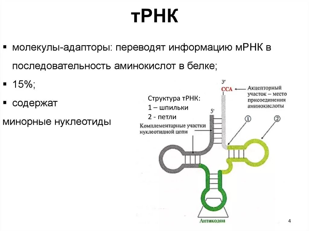 Какие особенности строения молекул рнк. Структура молекулы трнк. схема молекулы трнк. центральная петля трнк строение. строение трнк стабилизирующая петля.
