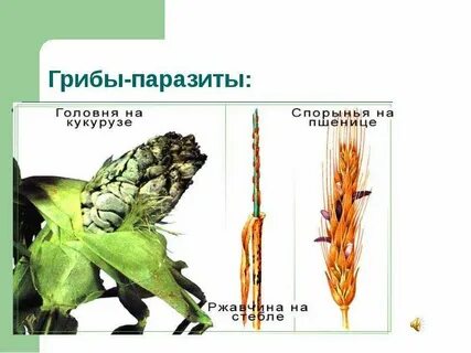 Тест по биологии 7 класс грибы паразиты
