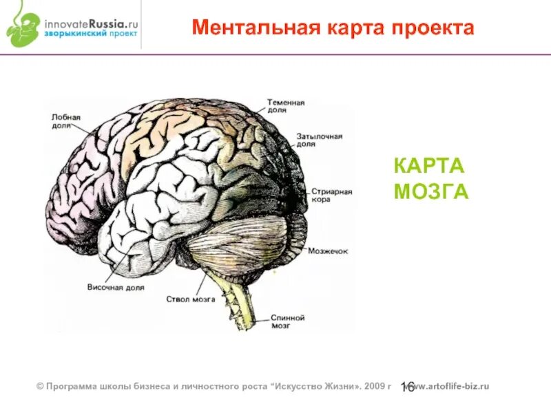 Относительные размеры мозга. Карта мозга. Мозг карта мозга. Размер мозга карта. Ментальная карта мозга.