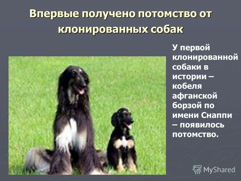 Искусственное получение потомства. Первая клонированная собака. Снаппи клонированная собака. Афганская борзая Снаппи клонированная. Снупи клонированная собака.