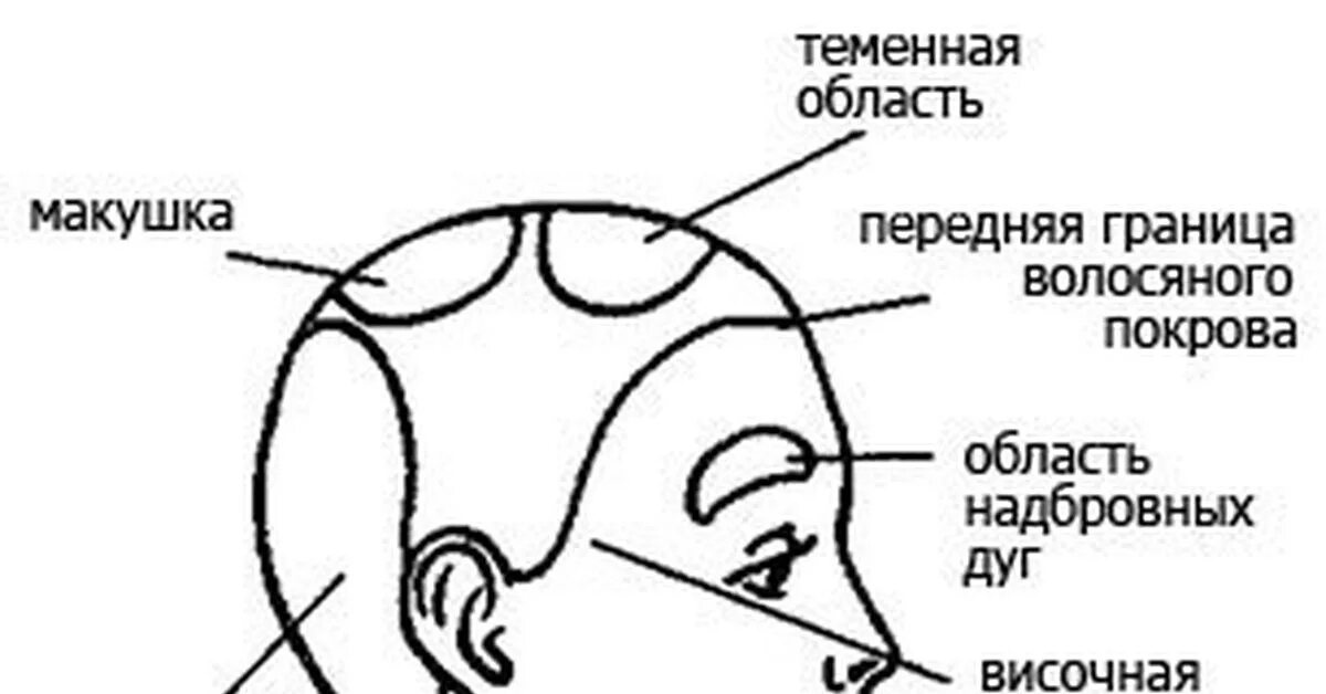 Где у человека лоб. Макушка затылок темя. Части головы темя затылок. Затылок темечко макушка.