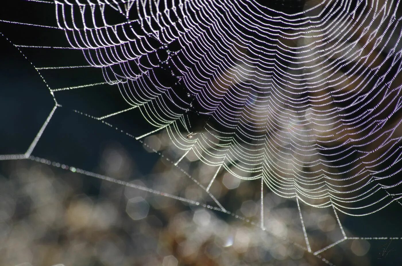 паутина в лесу. паутина на солнце. осень паутина. бабье лето паутина. паутина зимой.