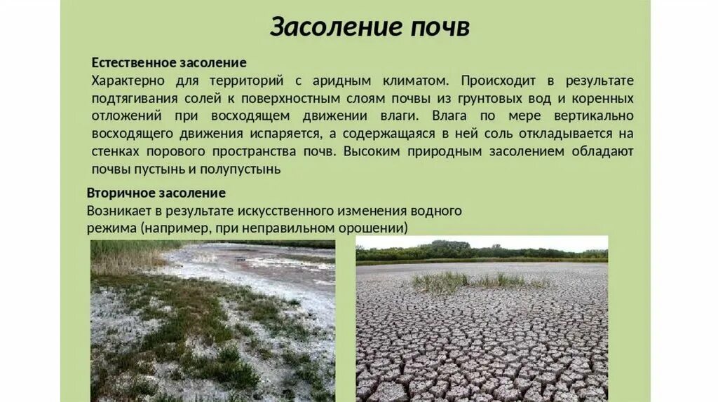 Засоленная почва образующаяся при понижении